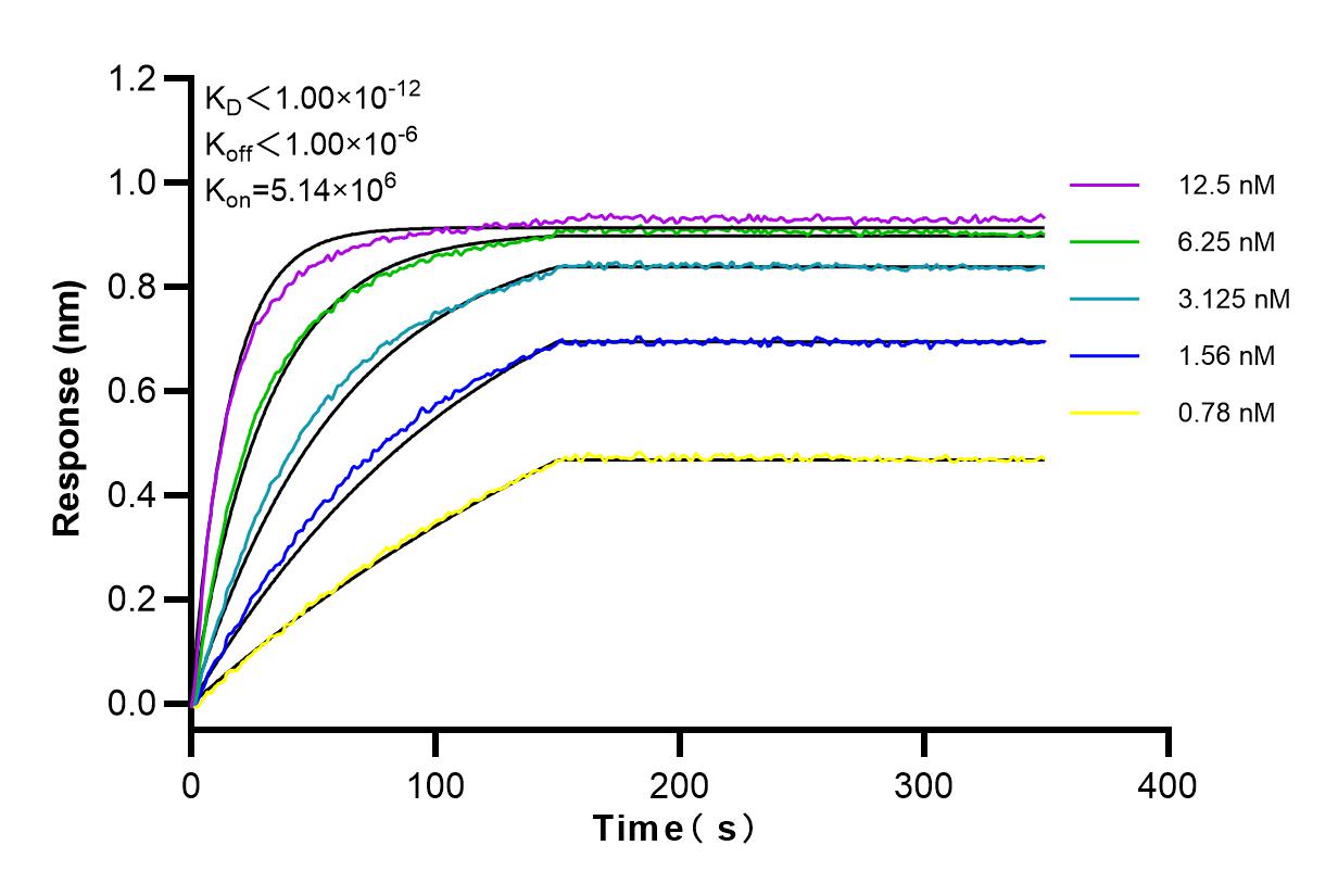 Affinity and Kinetic Characterization of 82684-3-RR