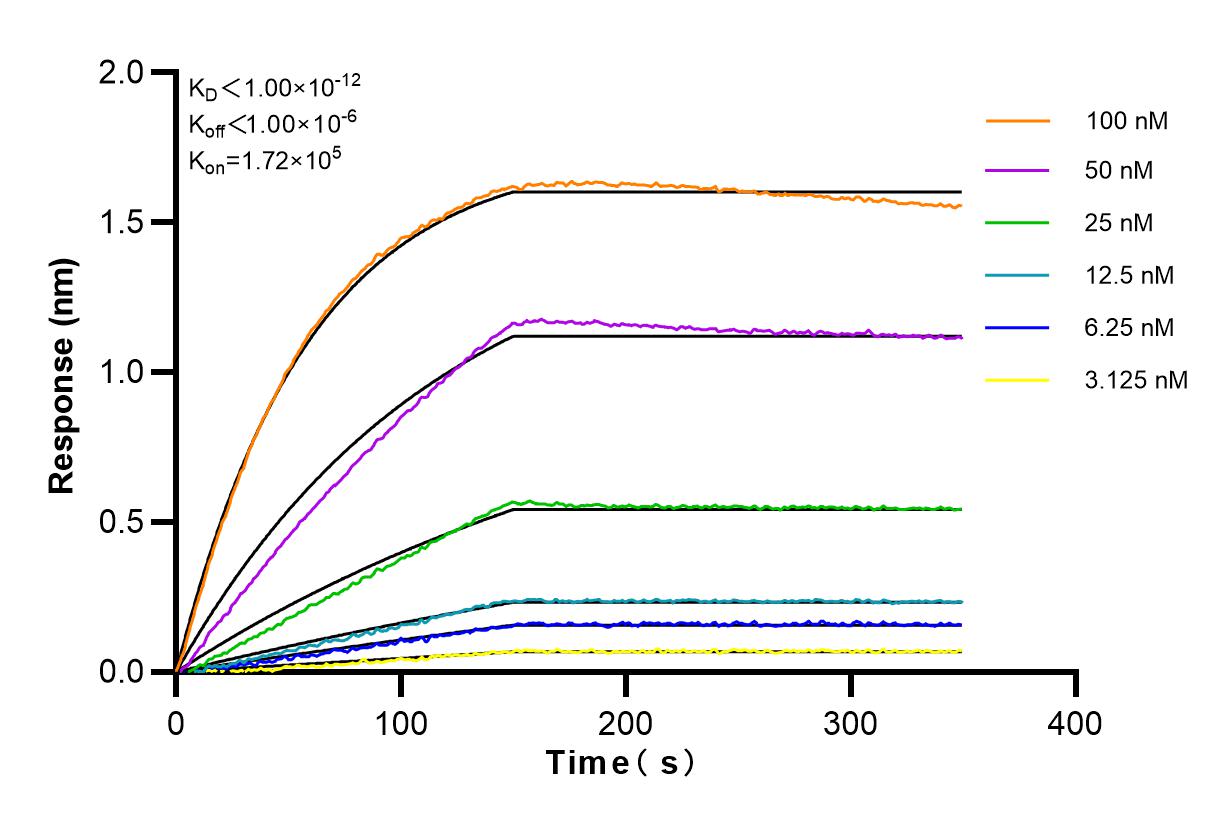 Affinity and Kinetic Characterization of 82688-1-RR