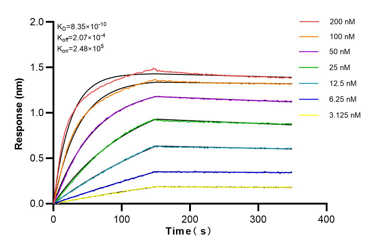 Affinity and Kinetic Characterization of 82712-3-RR