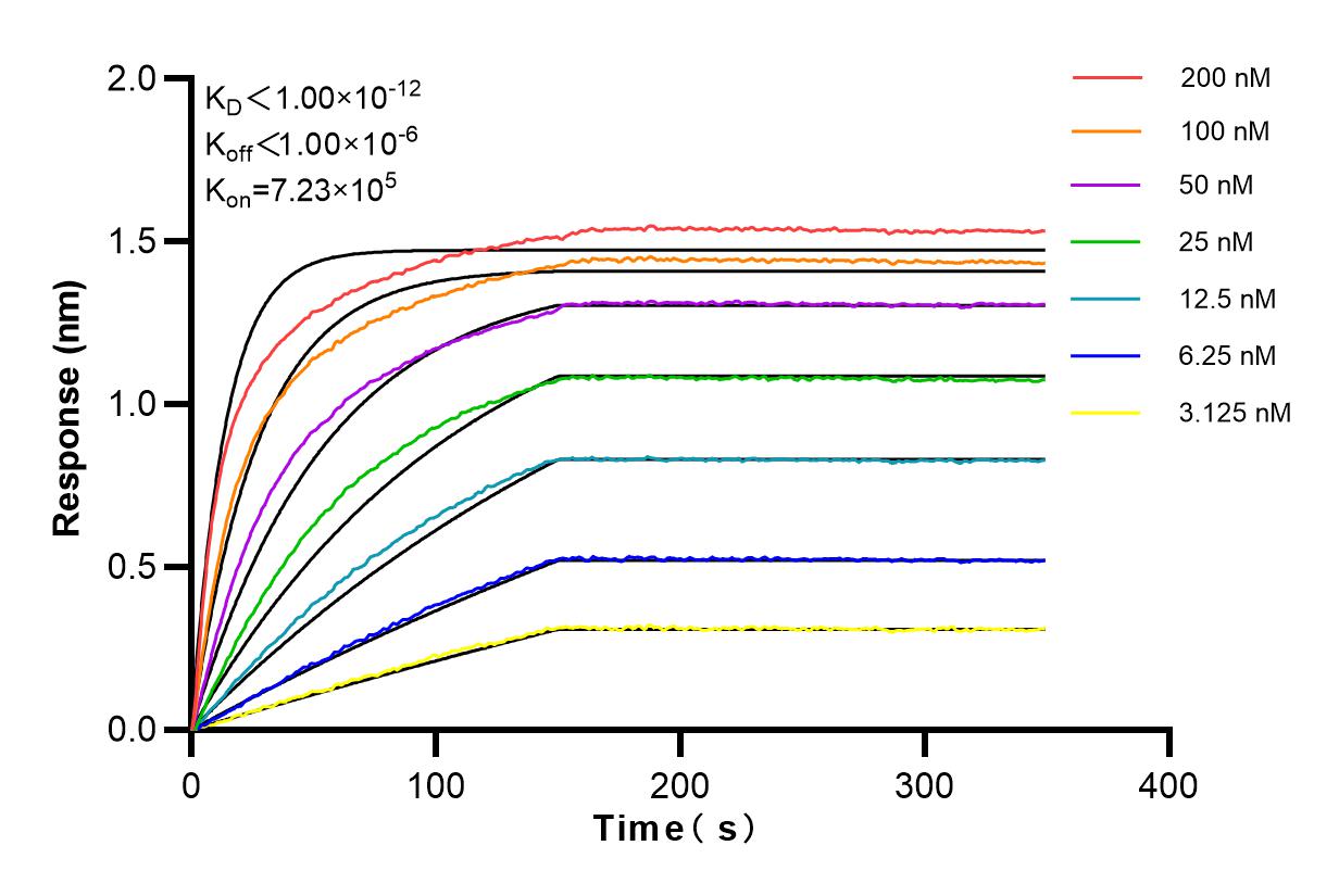 Affinity and Kinetic Characterization of 82724-1-RR