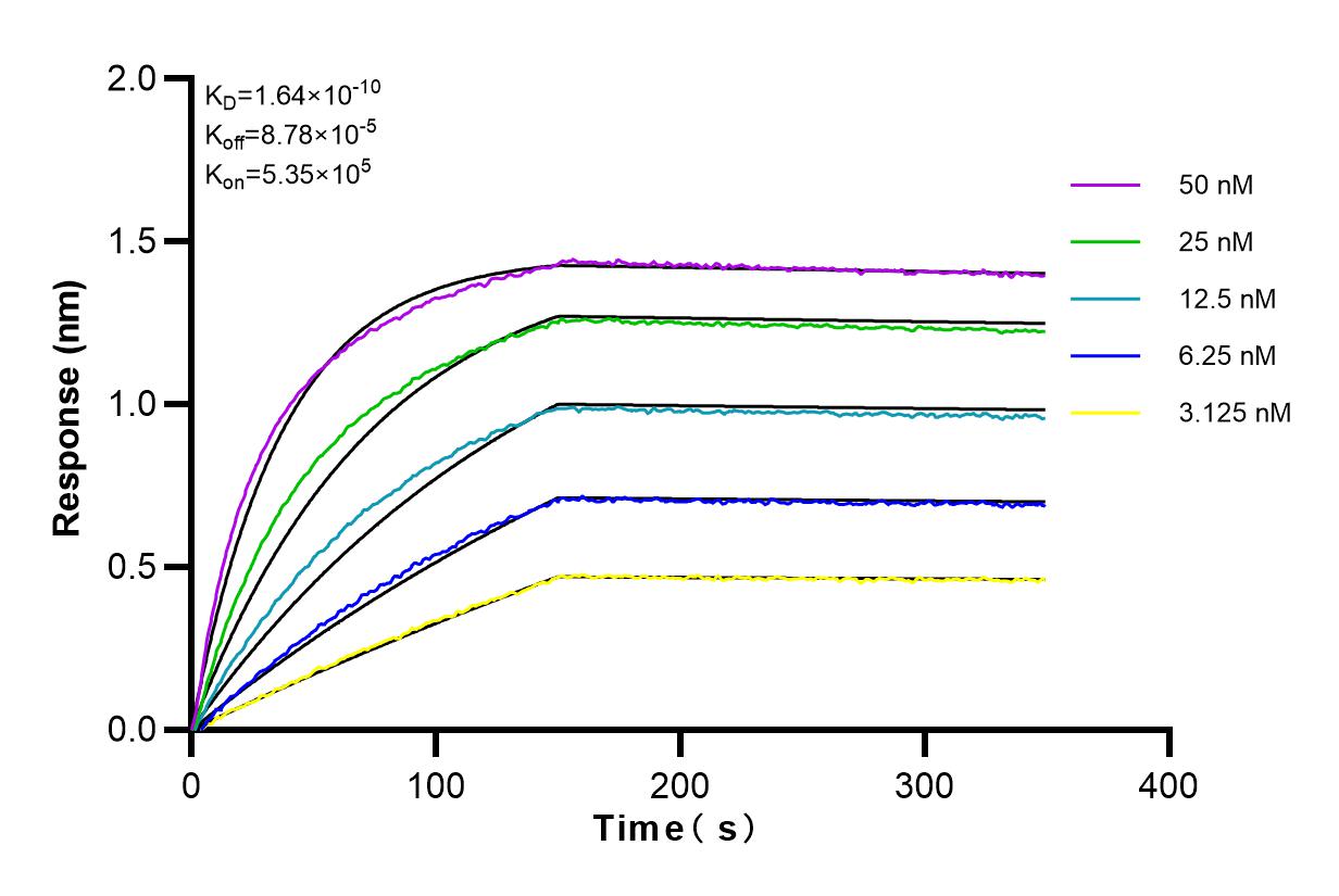 Affinity and Kinetic Characterization of 82788-1-RR