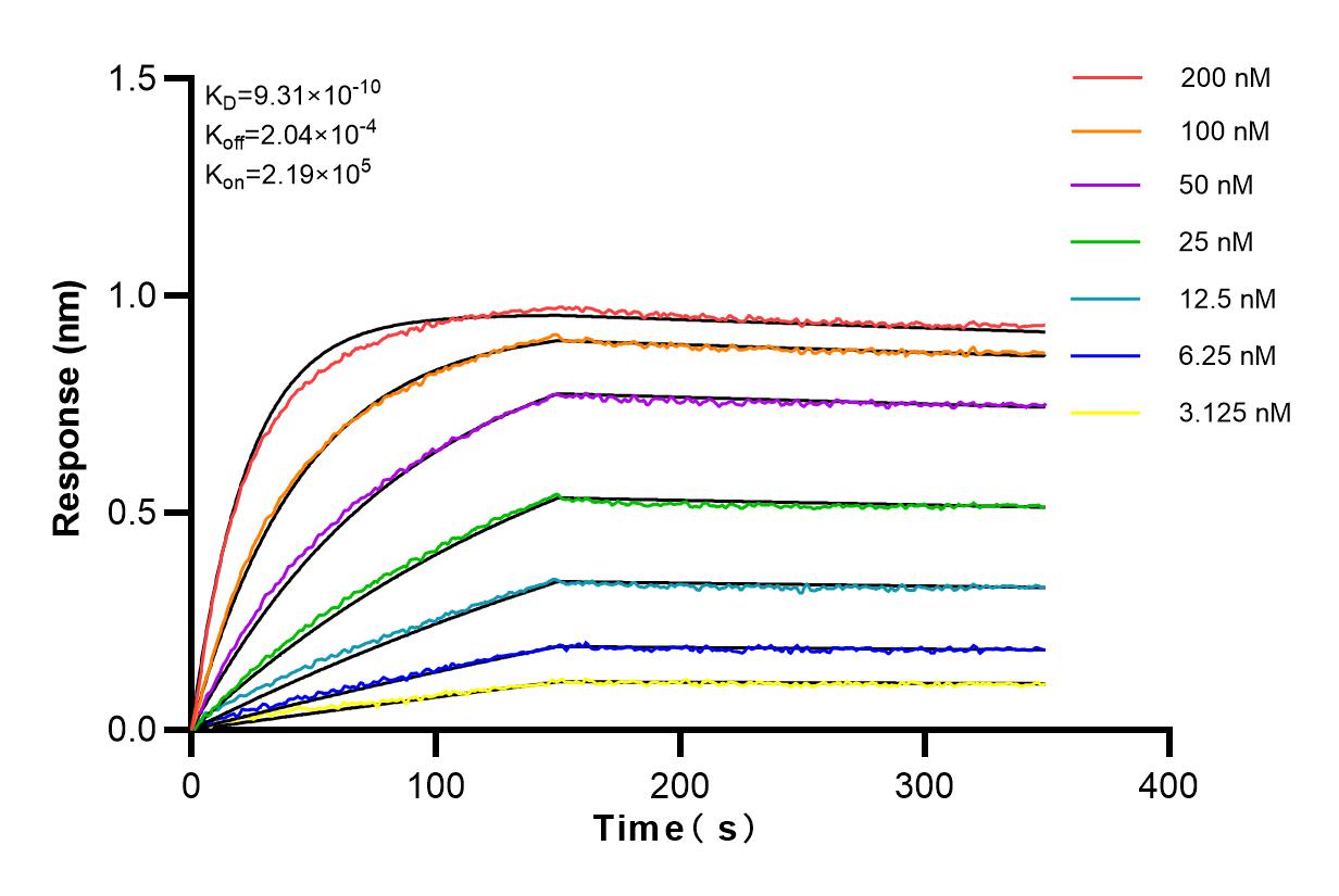 Affinity and Kinetic Characterization of 82795-2-RR