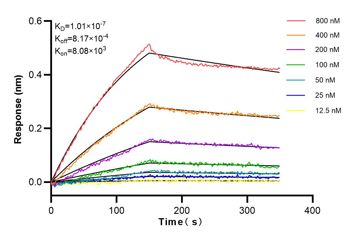 Affinity and Kinetic Characterization of 82805-2-RR