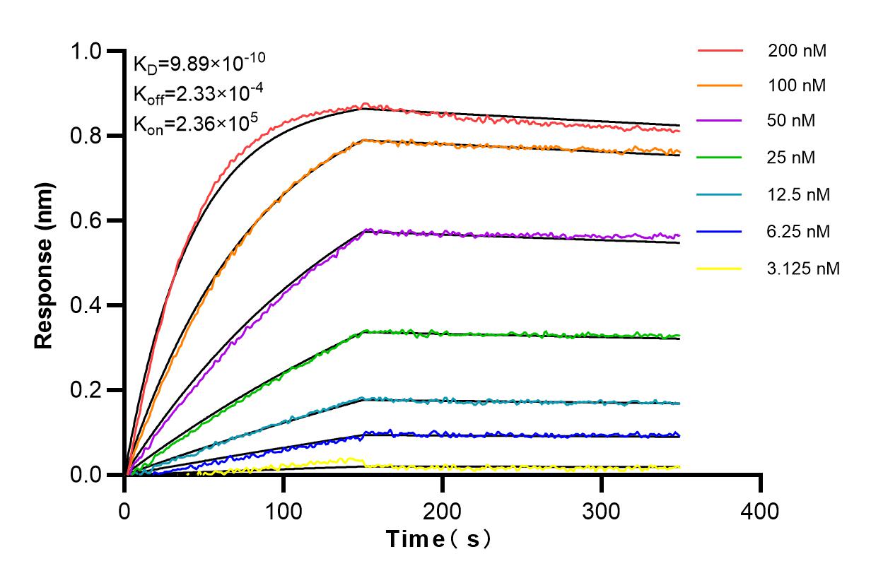 Affinity and Kinetic Characterization of 82824-1-RR