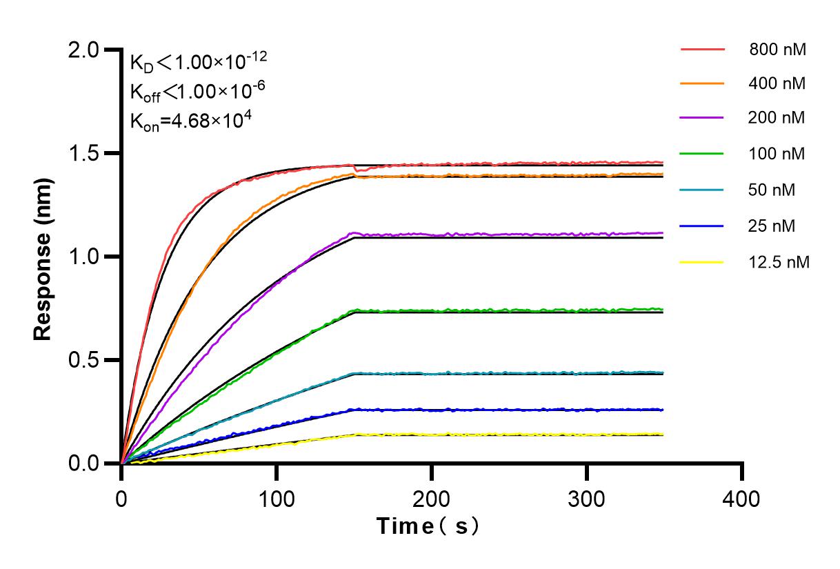 Affinity and Kinetic Characterization of 82848-4-RR