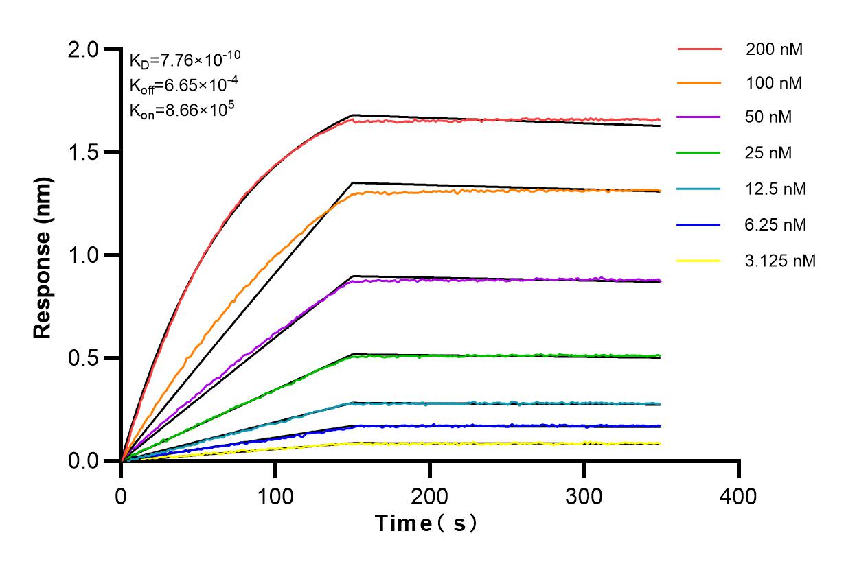 Affinity and Kinetic Characterization of 82852-3-RR