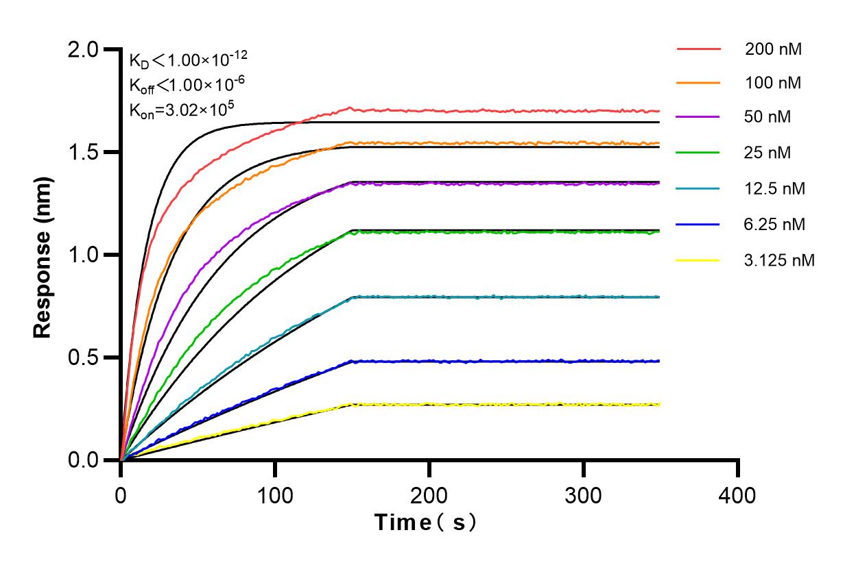 Affinity and Kinetic Characterization of 82854-1-RR