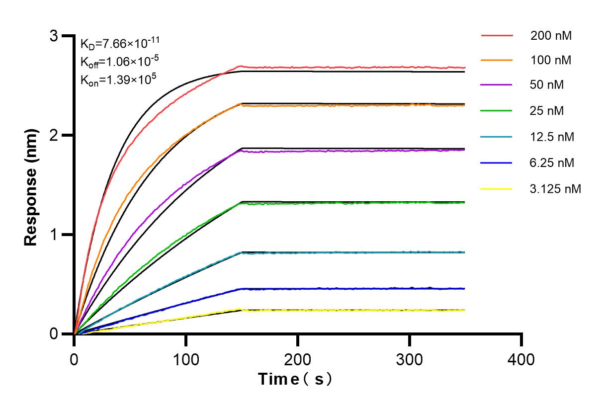 Affinity and Kinetic Characterization of 82854-5-RR