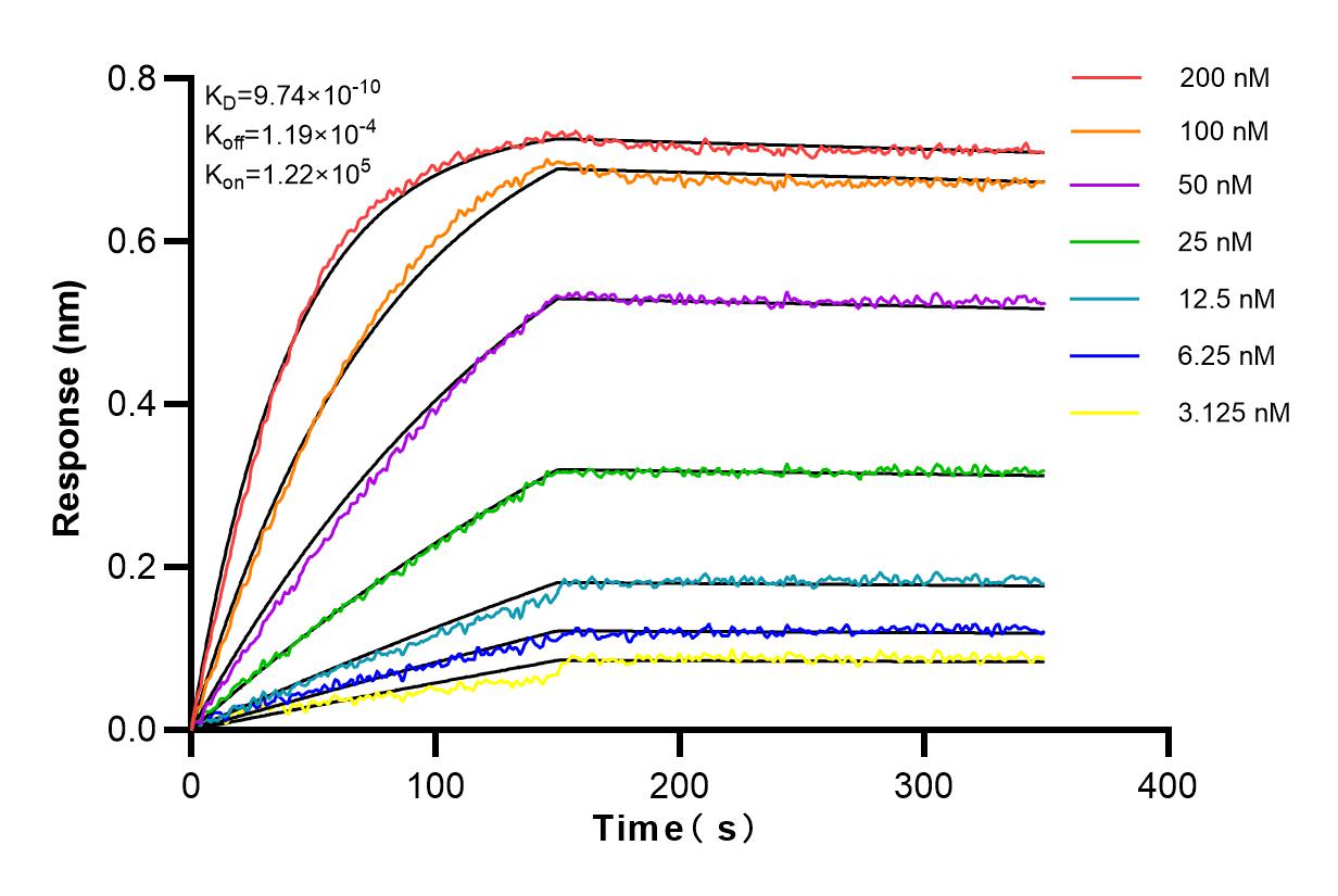 Affinity and Kinetic Characterization of 82860-1-PBS