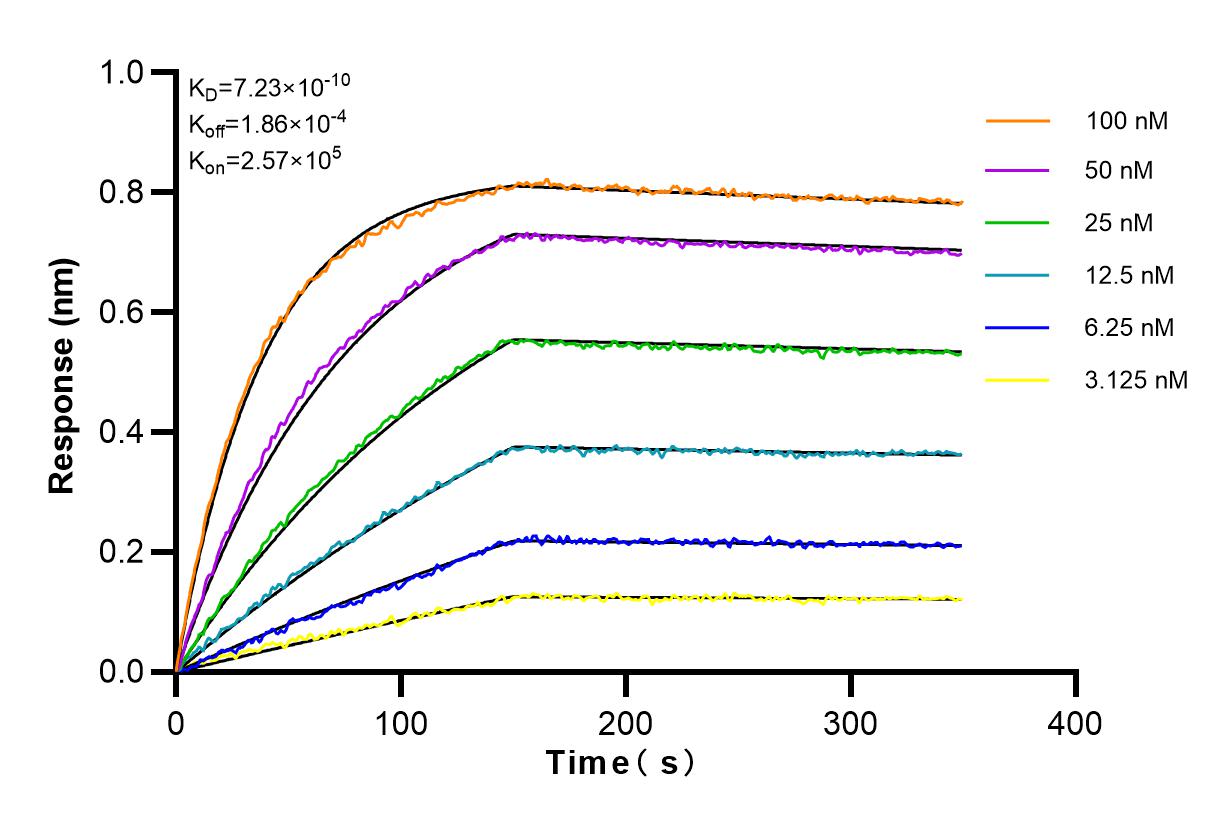 Affinity and Kinetic Characterization of 82870-1-RR