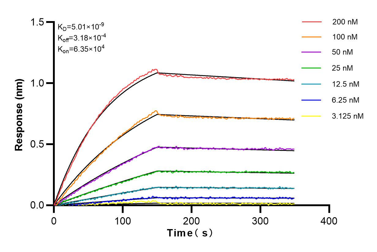 Affinity and Kinetic Characterization of 82873-2-RR