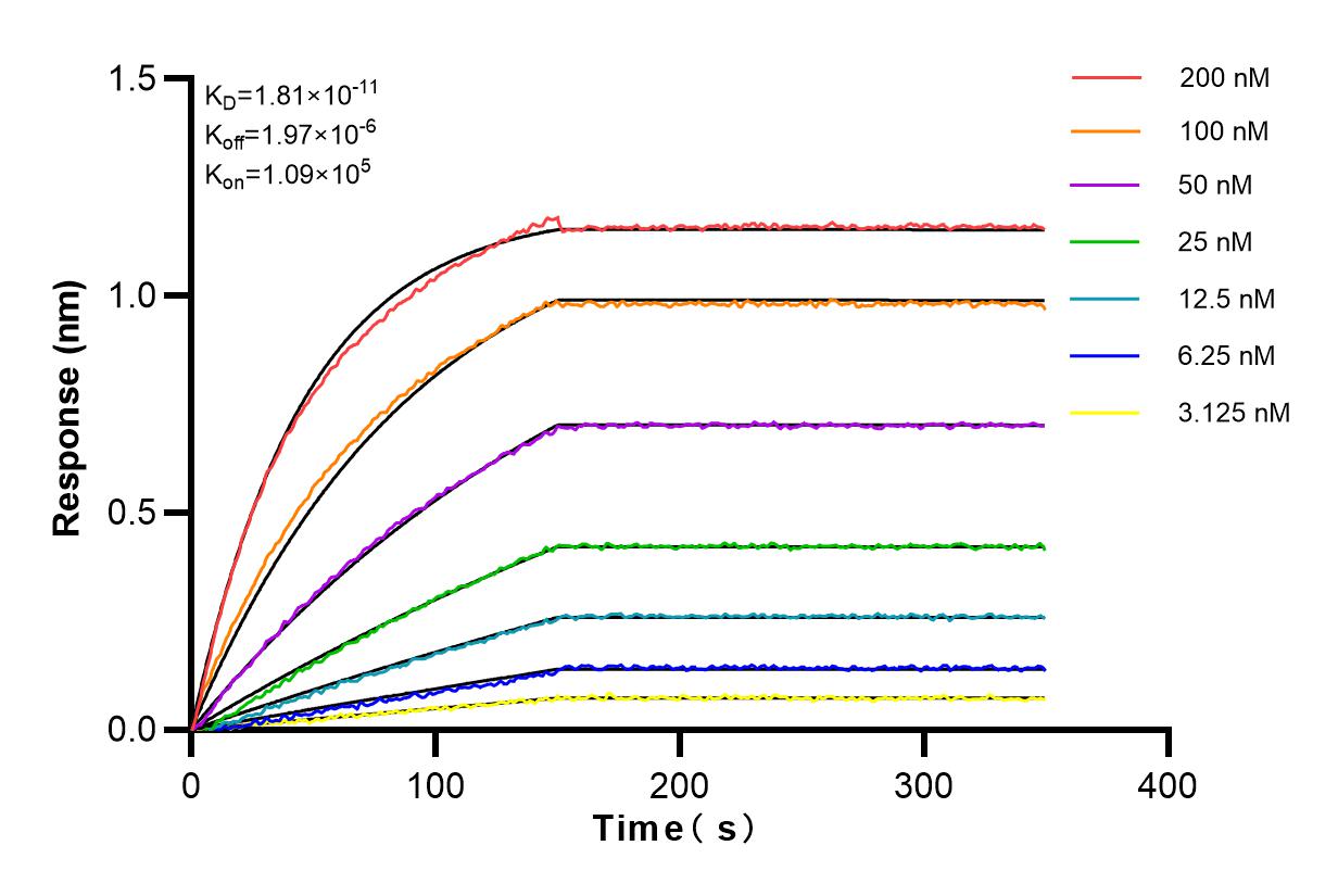 Affinity and Kinetic Characterization of 82875-1-RR