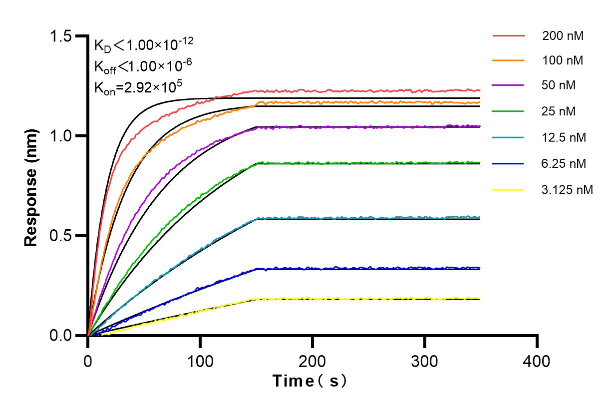 Affinity and Kinetic Characterization of 82879-1-RR