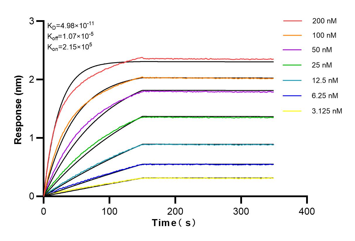 Affinity and Kinetic Characterization of 82886-1-RR