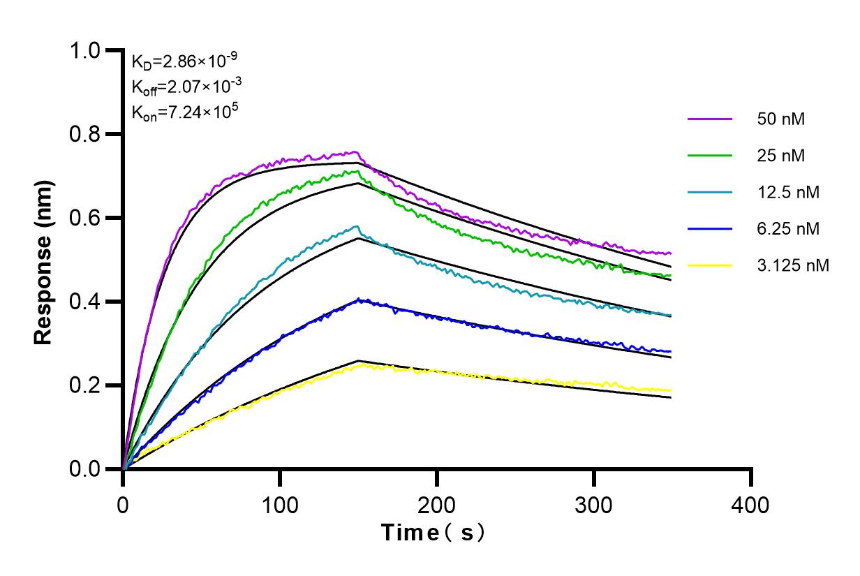 Affinity and Kinetic Characterization of 82889-2-RR