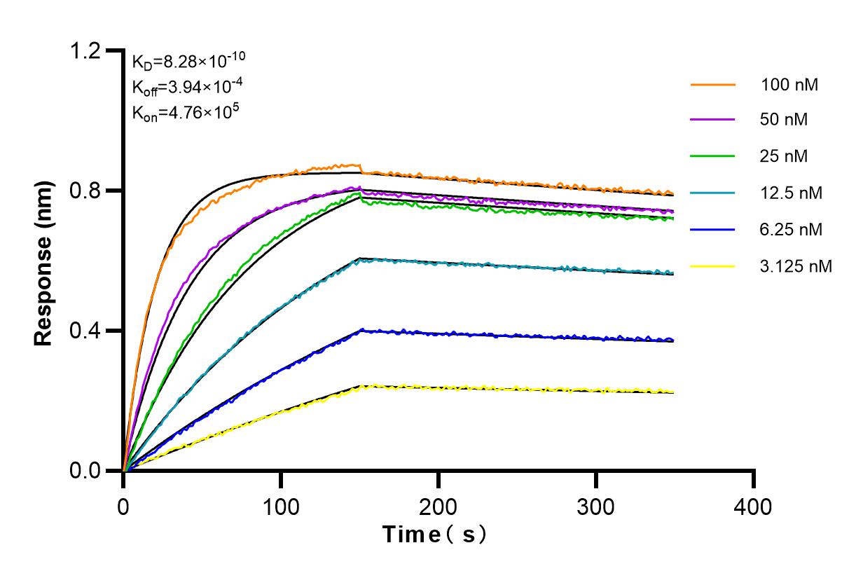 Affinity and Kinetic Characterization of 82889-3-RR