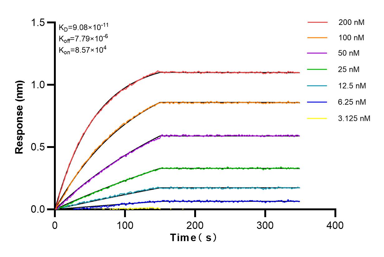 Affinity and Kinetic Characterization of 82892-1-RR