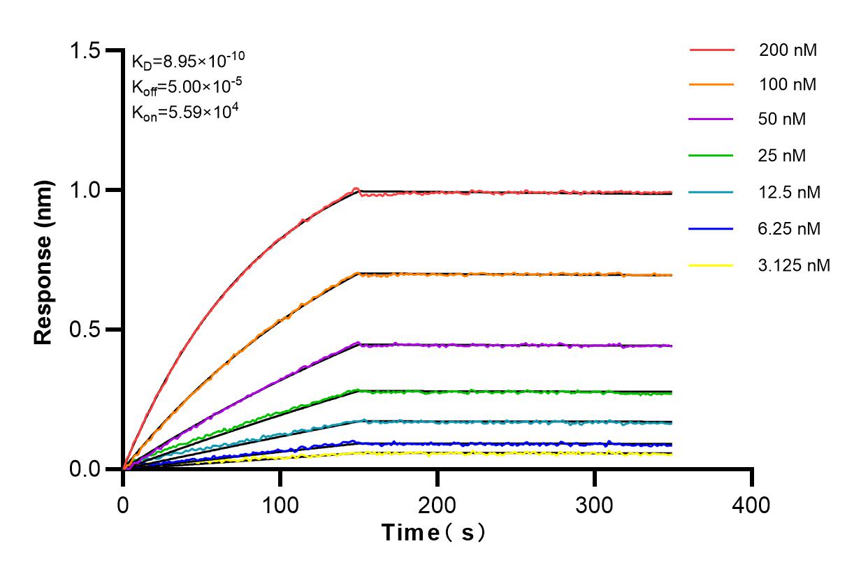 Affinity and Kinetic Characterization of 82894-3-RR