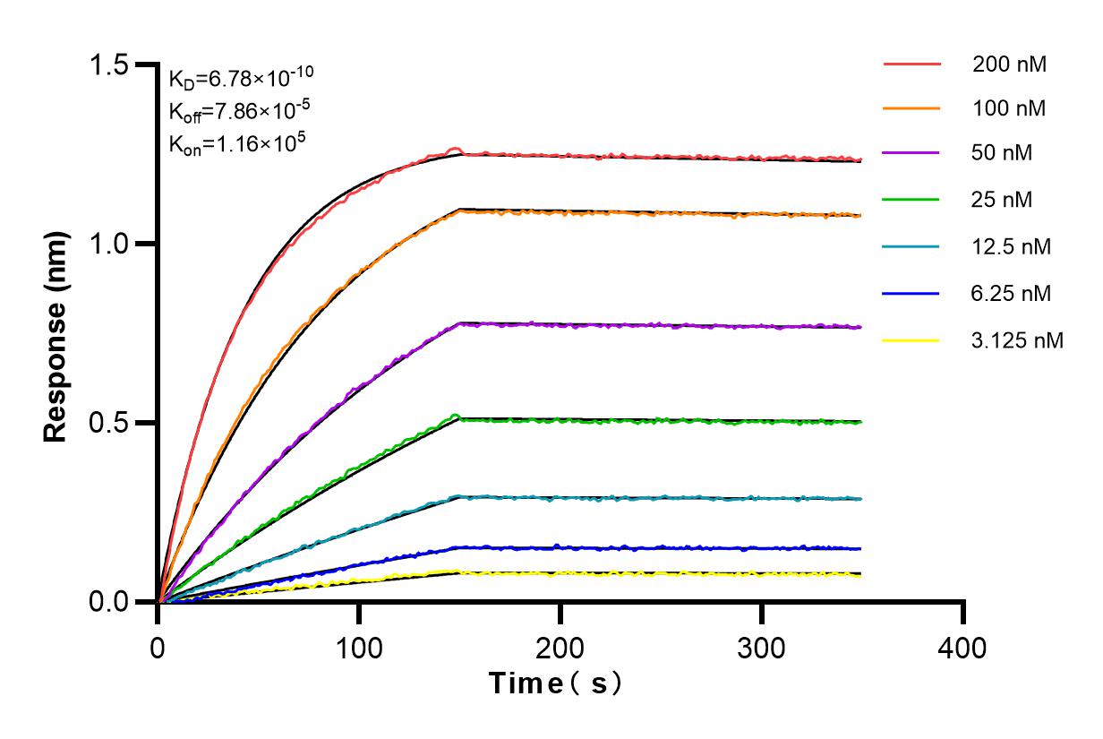 Affinity and Kinetic Characterization of 82898-2-RR