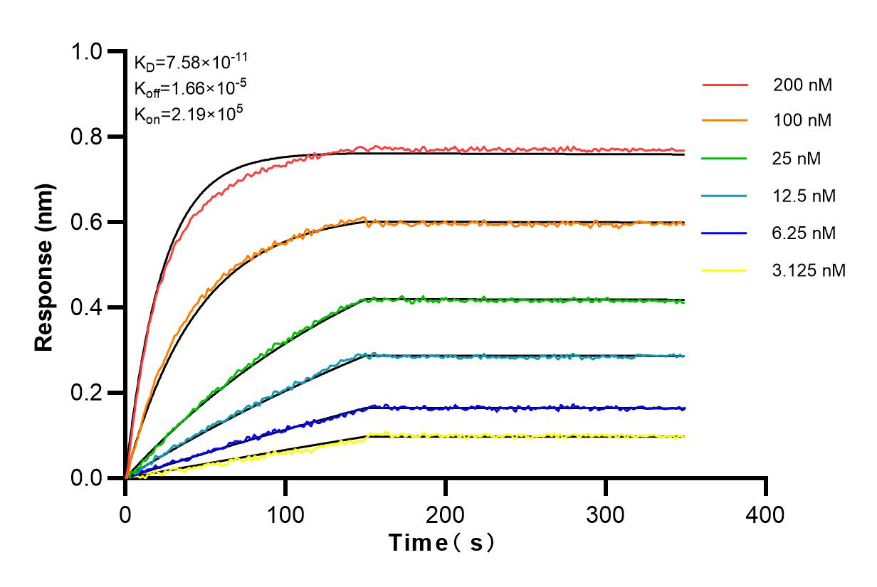 Affinity and Kinetic Characterization of 82903-1-RR