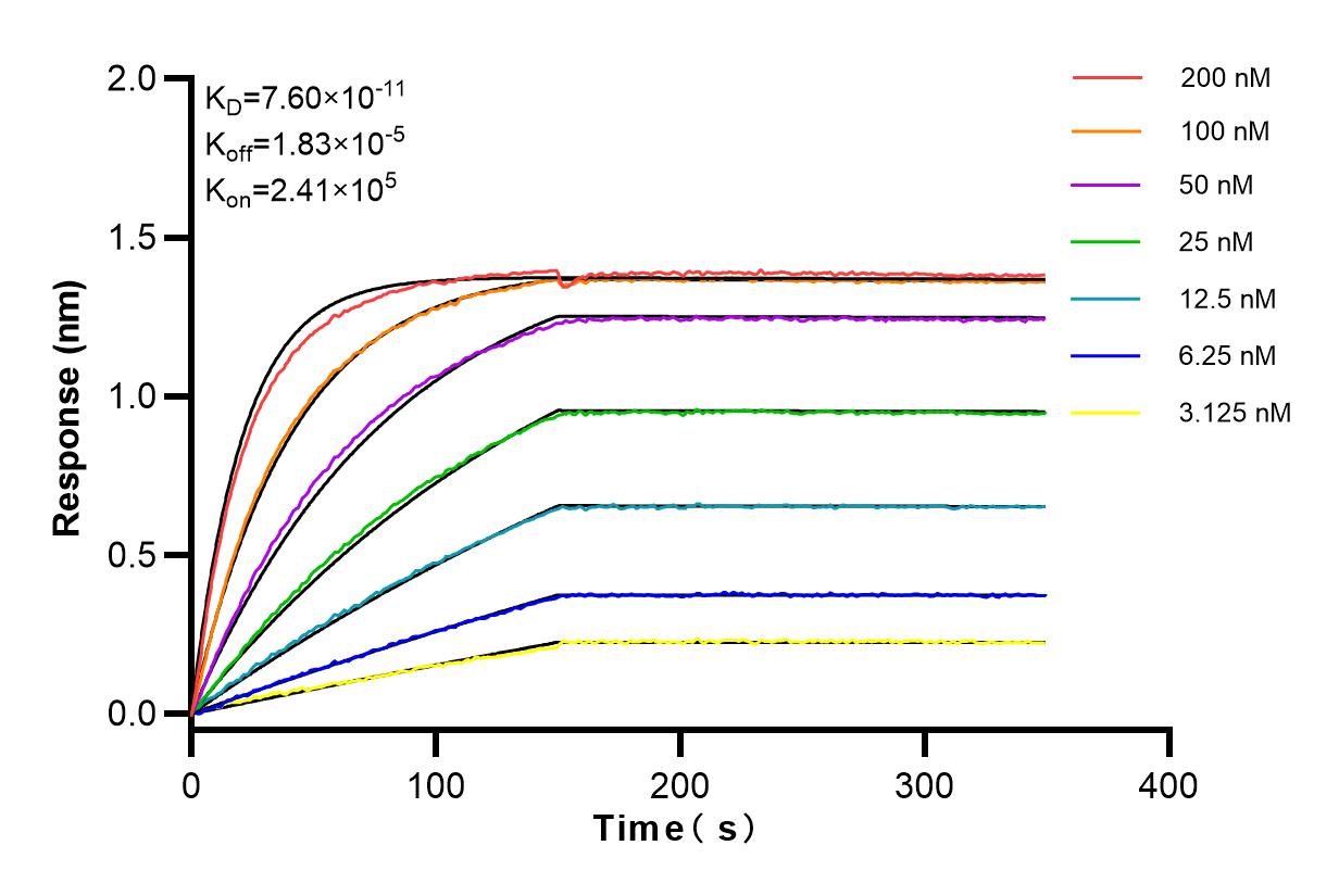 Affinity and Kinetic Characterization of 82906-2-RR