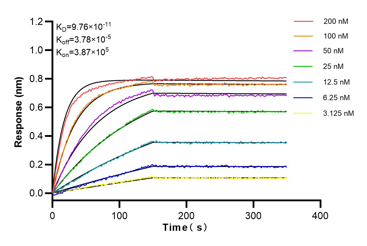 Affinity and Kinetic Characterization of 82911-7-RR