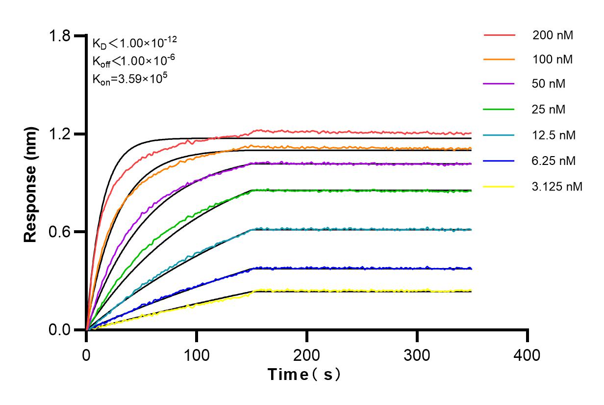 Affinity and Kinetic Characterization of 82912-3-RR