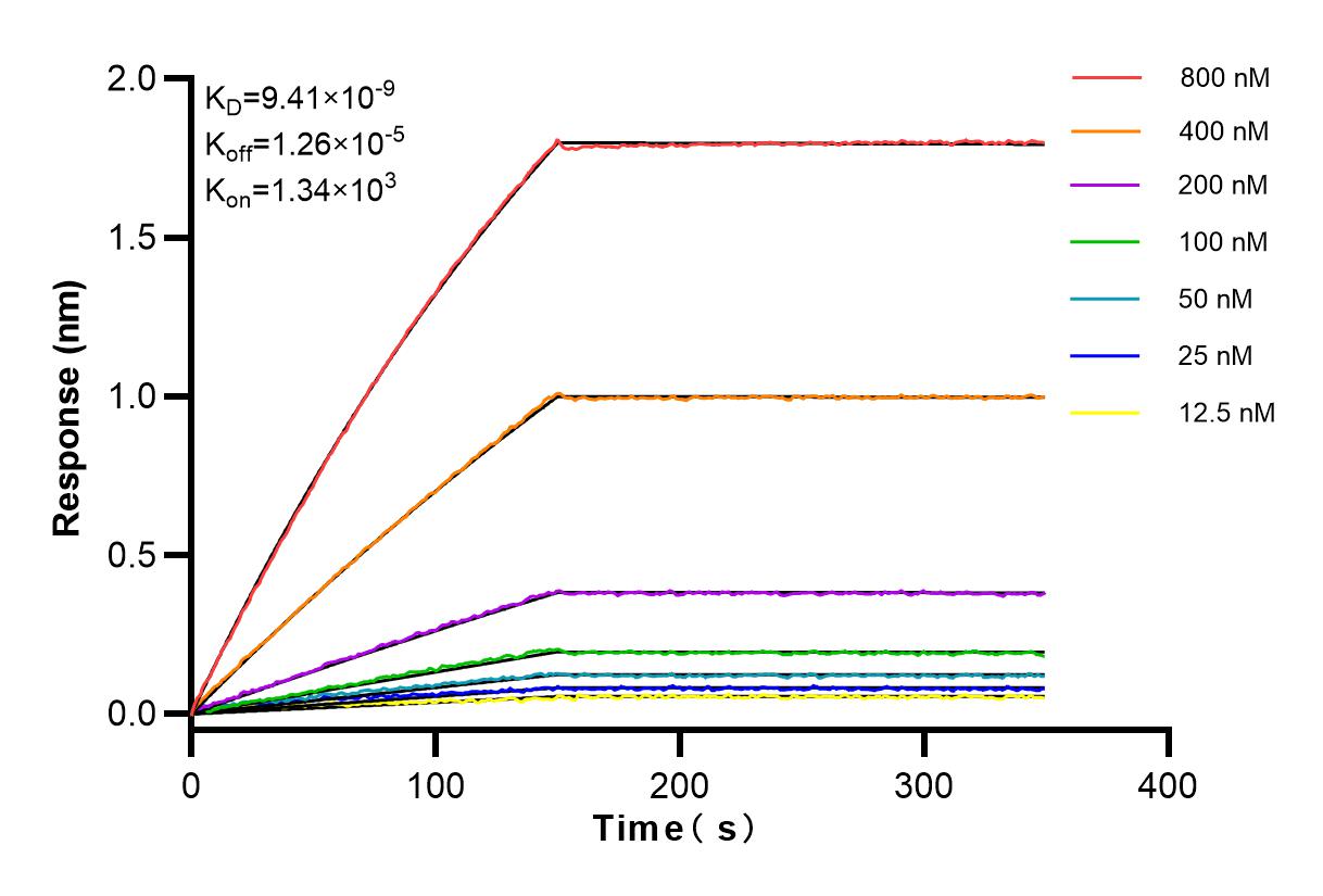 Affinity and Kinetic Characterization of 82916-1-RR