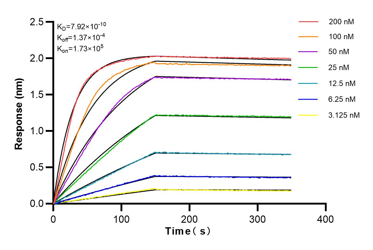 Affinity and Kinetic Characterization of 82919-1-RR