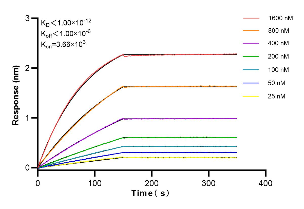 Affinity and Kinetic Characterization of 82922-1-RR