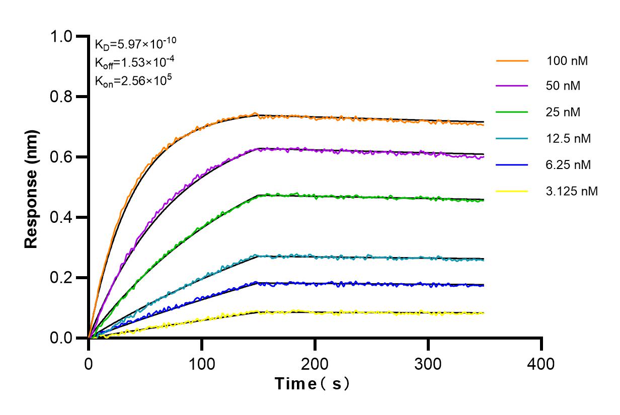 Affinity and Kinetic Characterization of 82931-1-RR