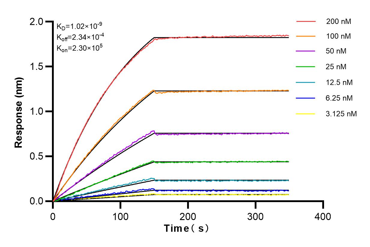 Affinity and Kinetic Characterization of 82933-1-RR