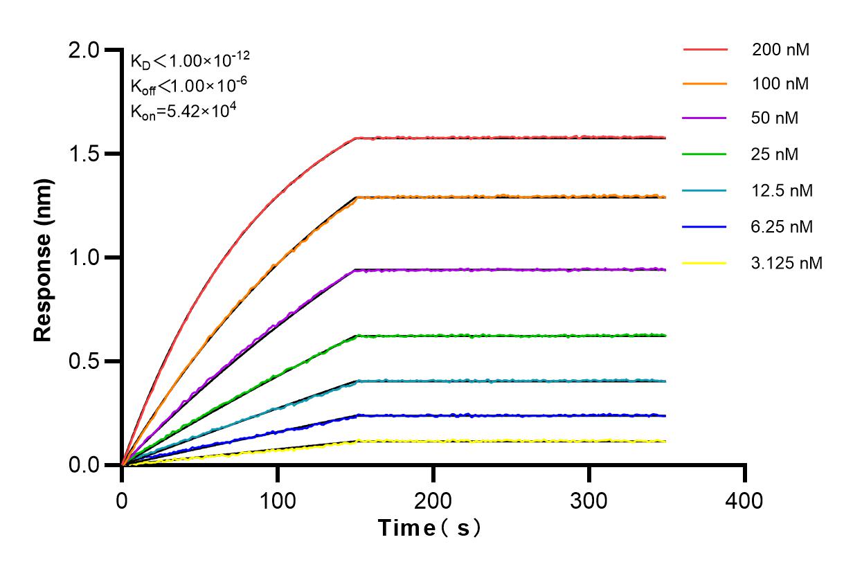 Affinity and Kinetic Characterization of 82938-1-RR