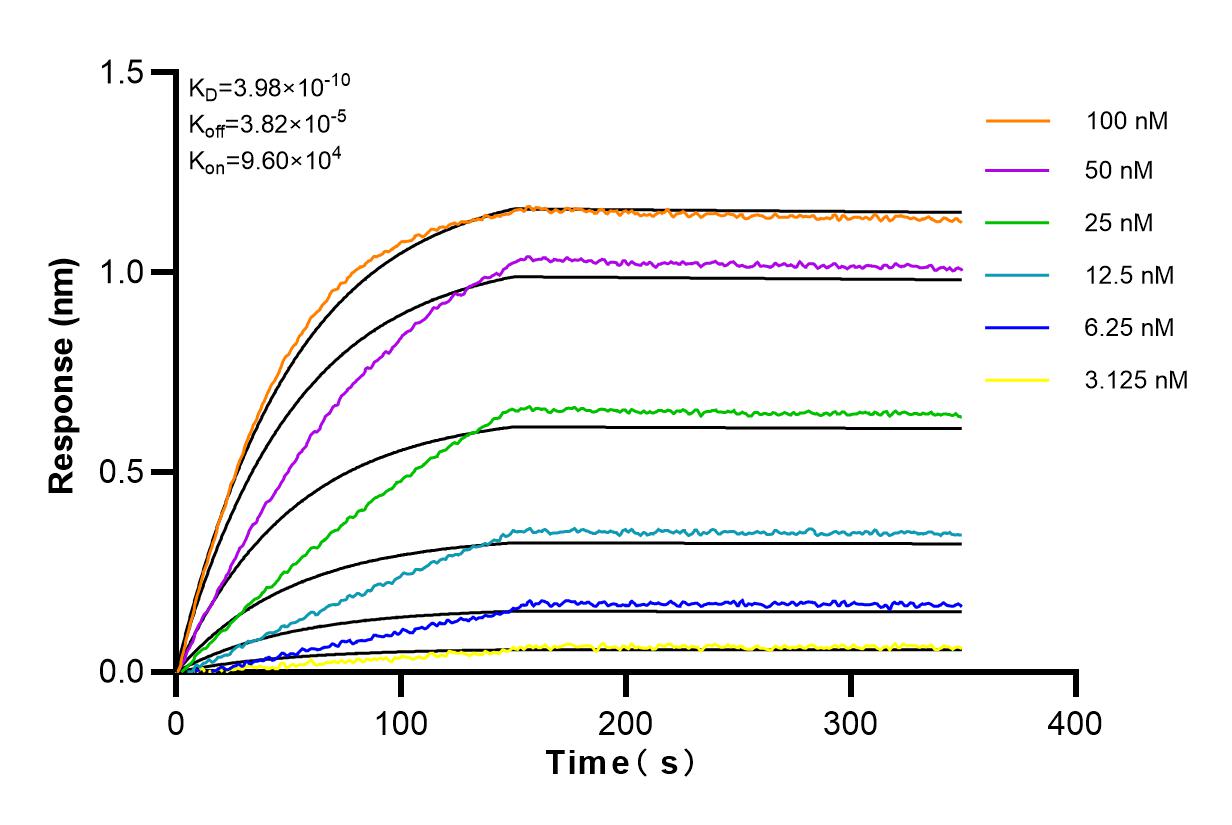 Affinity and Kinetic Characterization of 82944-1-RR