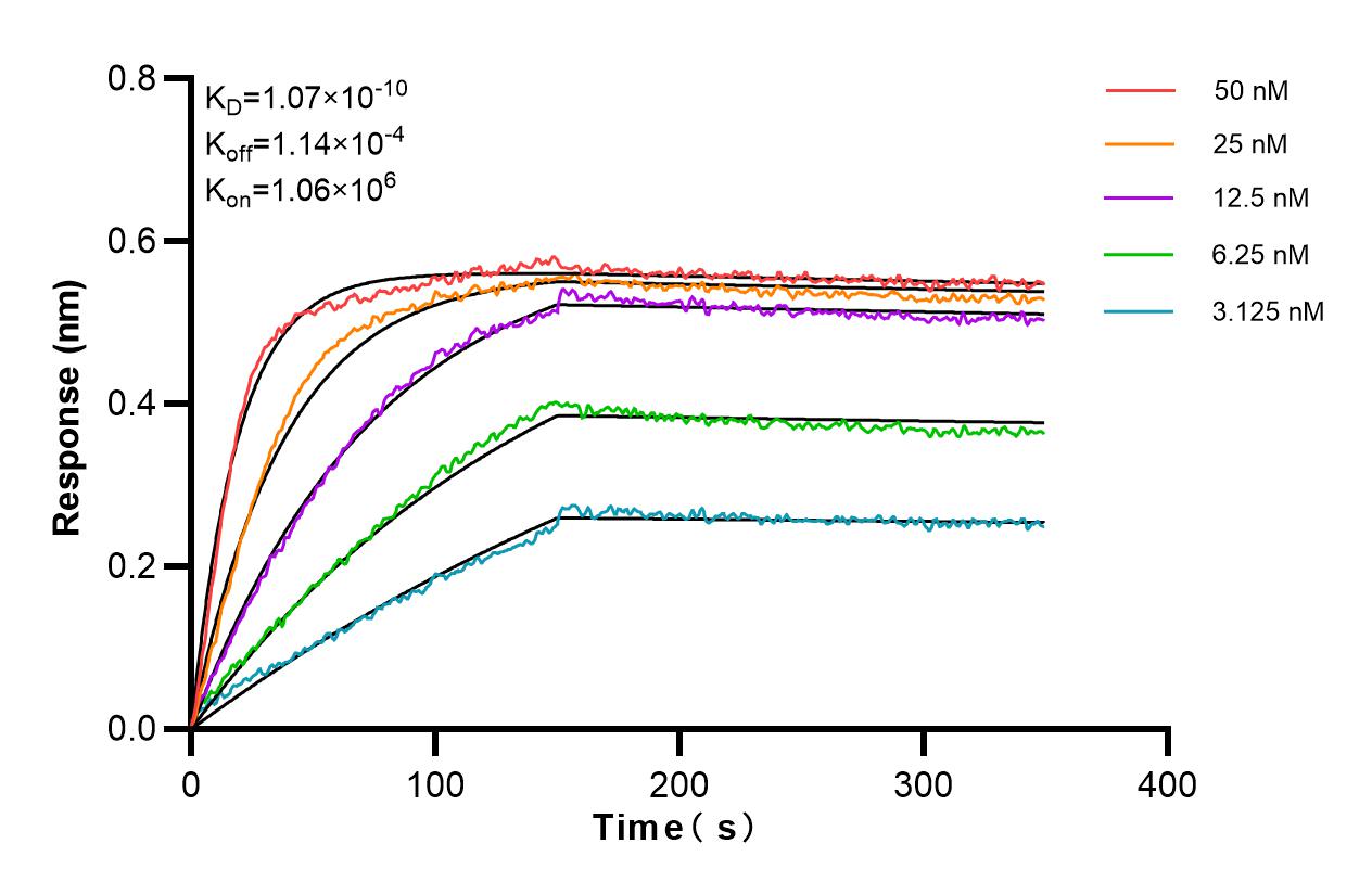 Affinity and Kinetic Characterization of 82948-1-RR