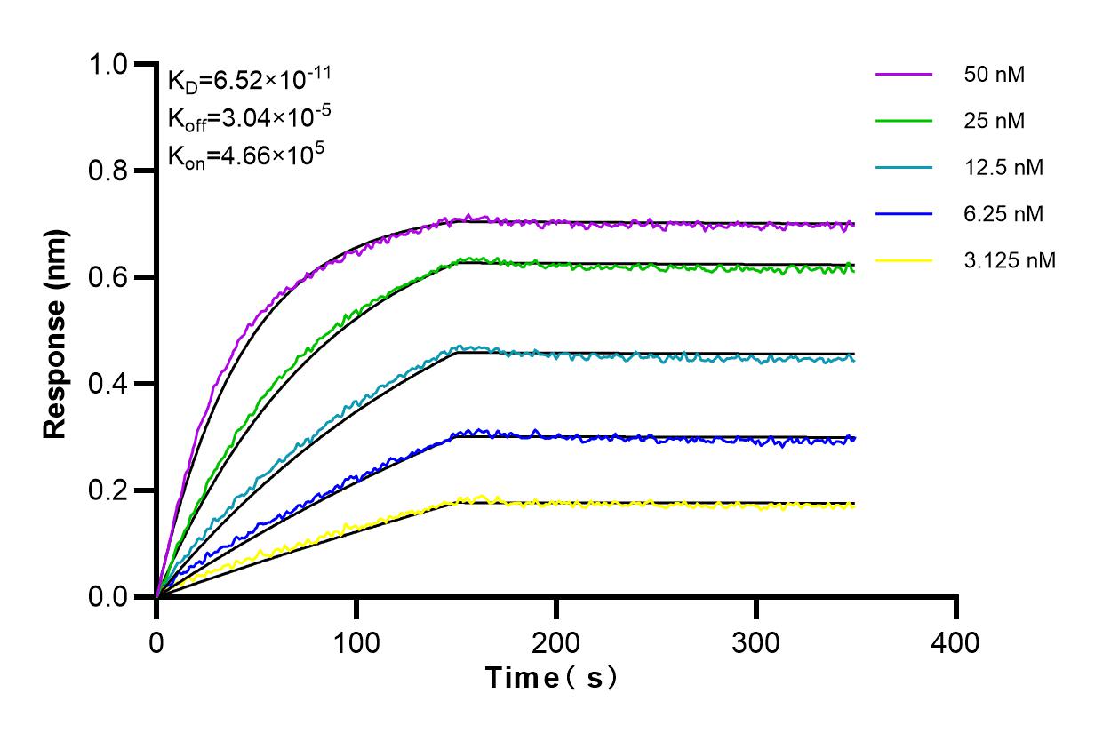 Affinity and Kinetic Characterization of 82948-5-RR