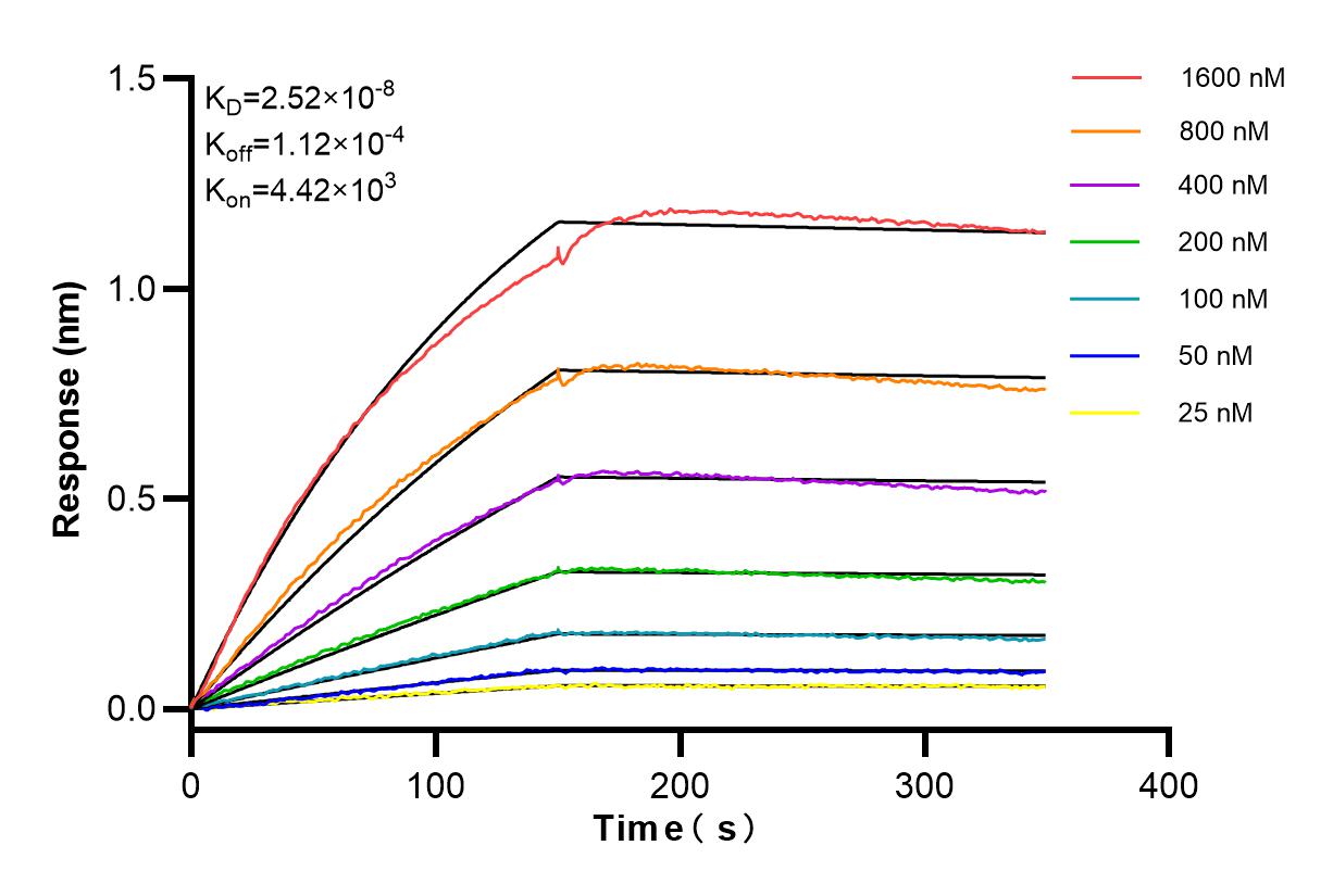 Affinity and Kinetic Characterization of 82950-1-RR