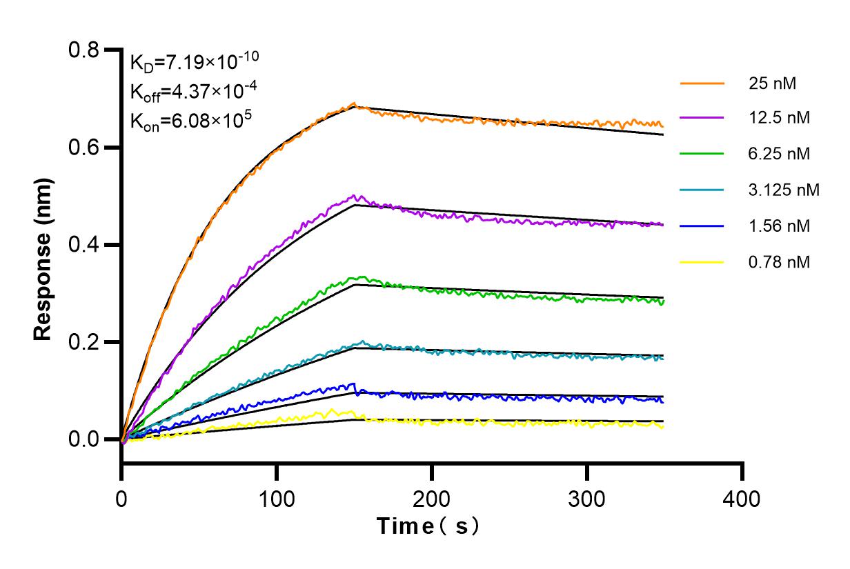 Affinity and Kinetic Characterization of 82965-1-RR