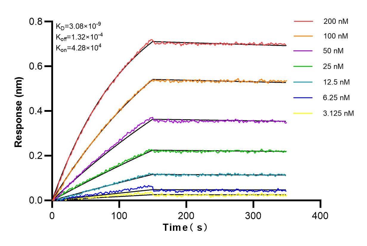 Affinity and Kinetic Characterization of 82978-1-RR