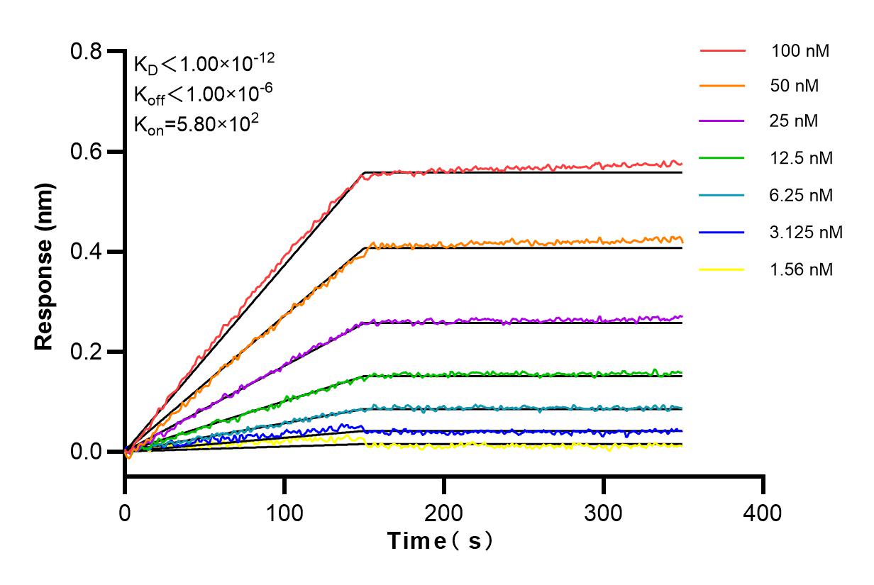 Affinity and Kinetic Characterization of 82986-1-RR