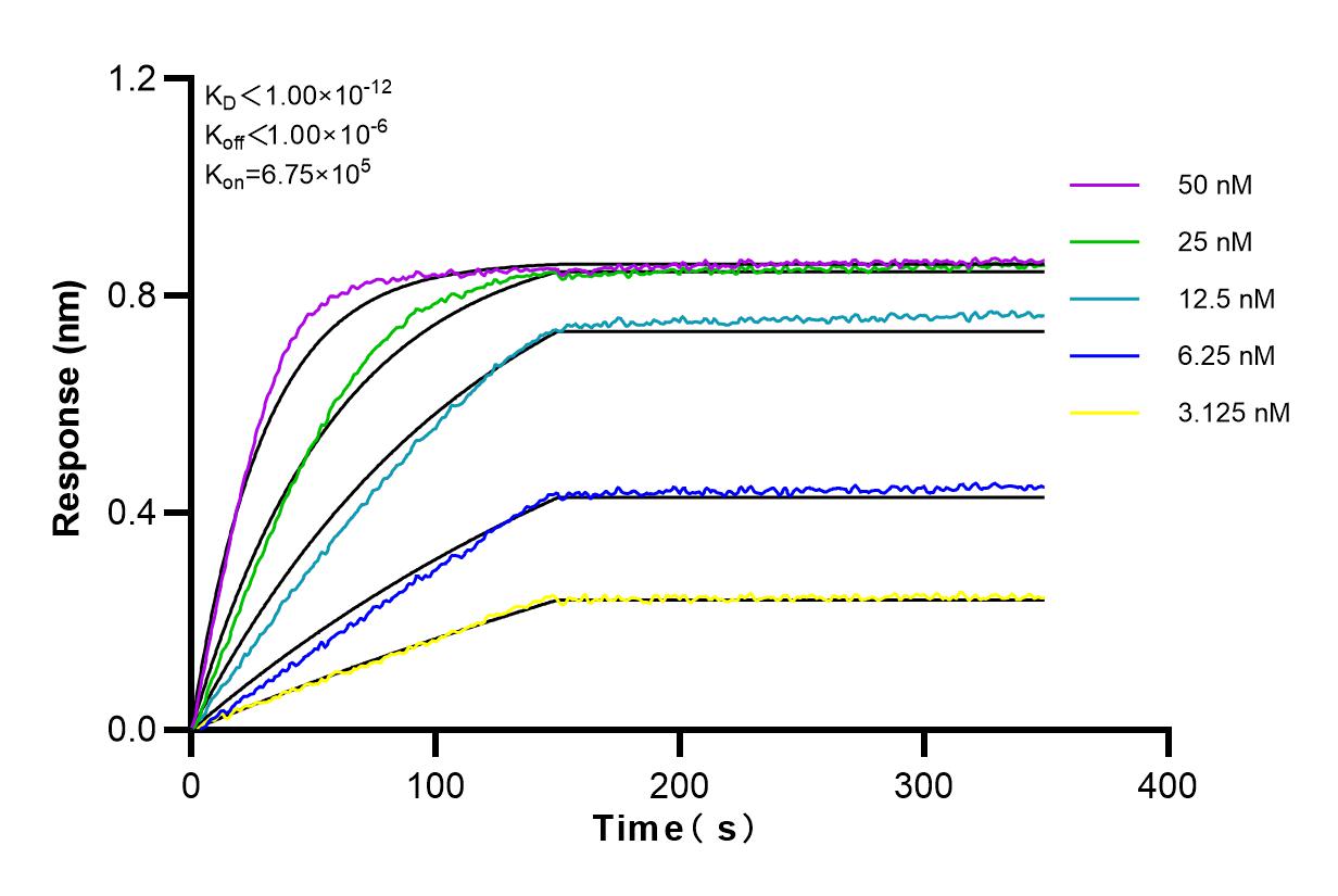 Affinity and Kinetic Characterization of 82996-4-RR