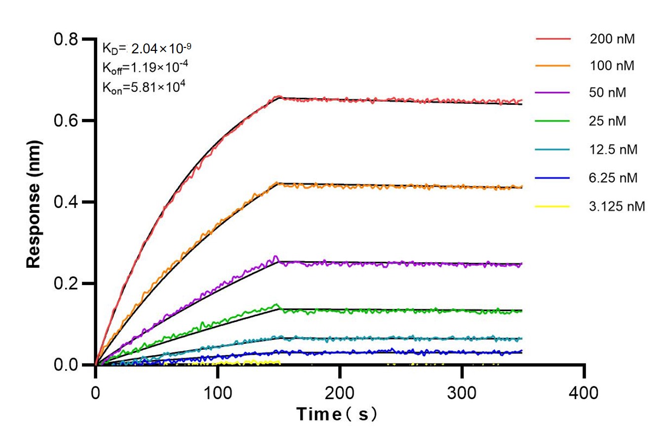 Affinity experiments of 83002-4-RR