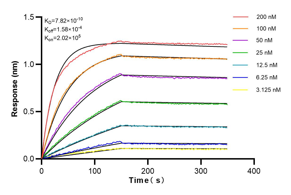 Affinity and Kinetic Characterization of 83005-1-PBS