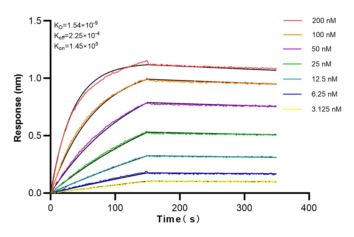 Affinity and Kinetic Characterization of 83005-5-RR