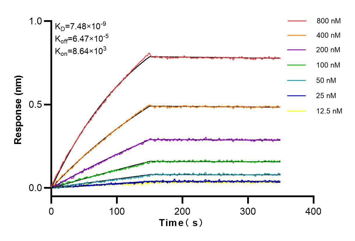 Affinity and Kinetic Characterization of 83024-1-RR