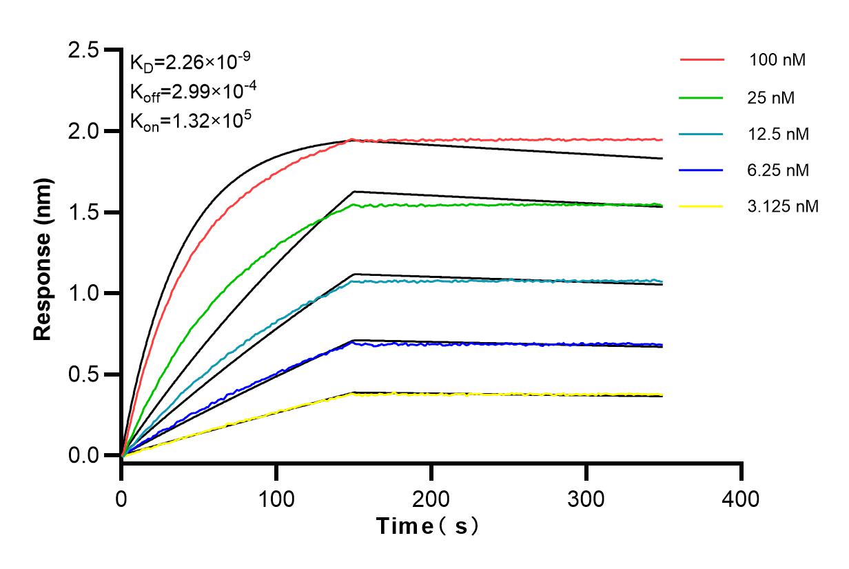 Affinity and Kinetic Characterization of 83038-4-RR