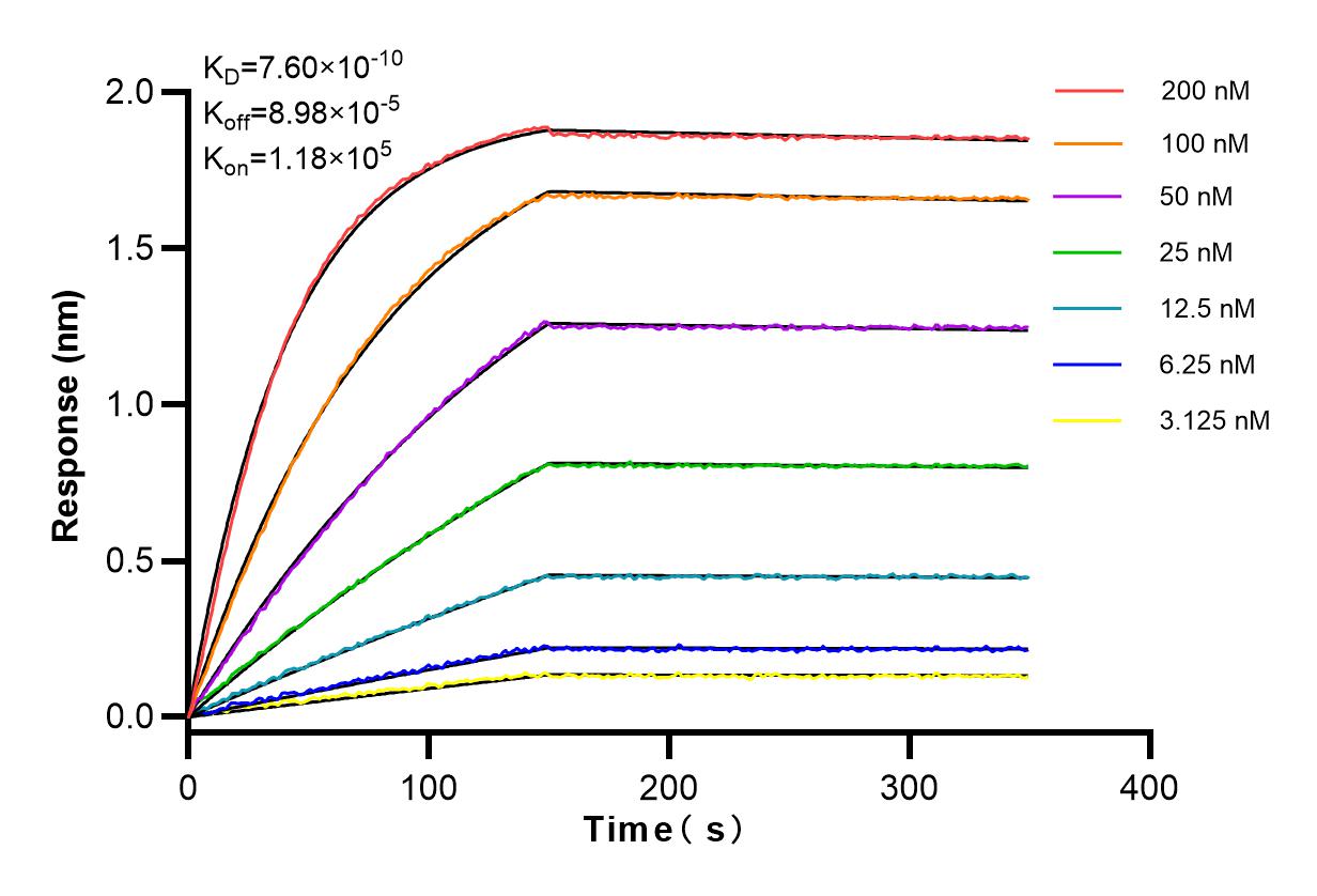 Affinity and Kinetic Characterization of 83082-4-RR