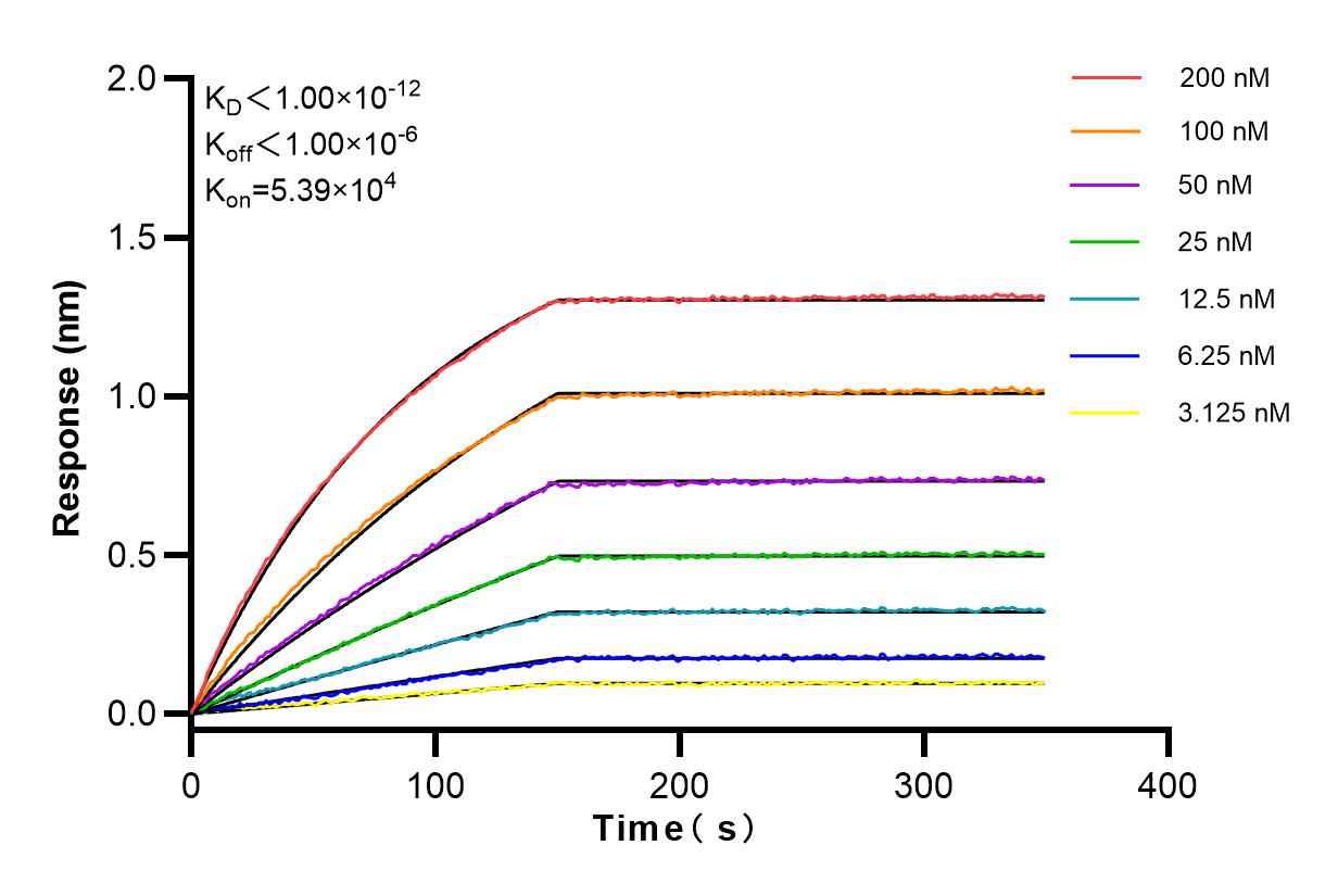 Affinity and Kinetic Characterization of 83094-1-RR