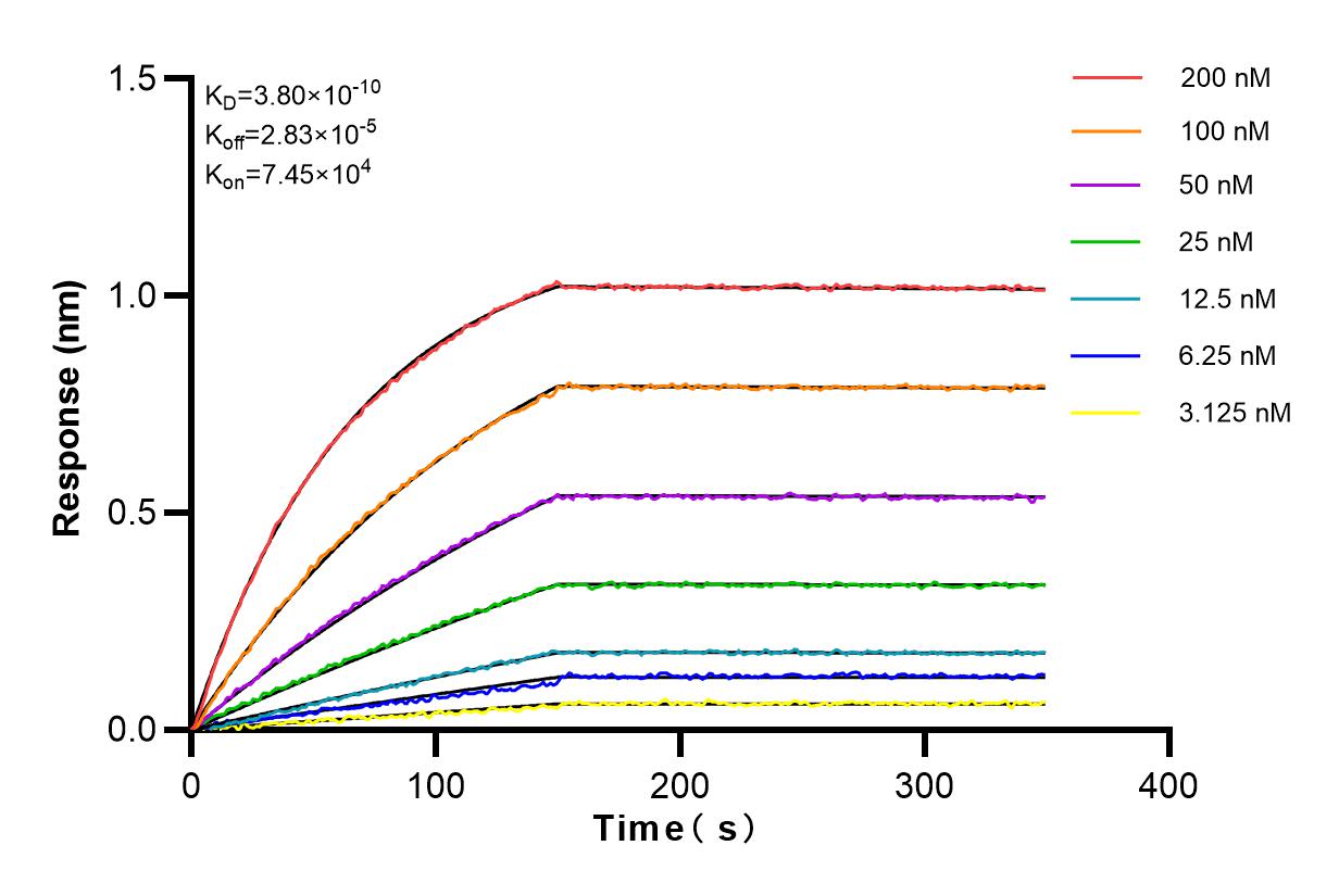 Affinity and Kinetic Characterization of 83096-1-RR