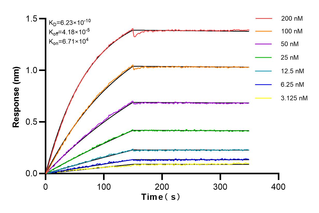 Affinity experiments of 83103-1-RR